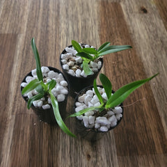 Cattleya rex (Moyobamba) x Cattleya luteola (Quintal)