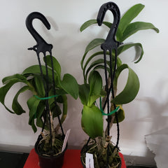 Den. Canary Gold ‘Twisted’