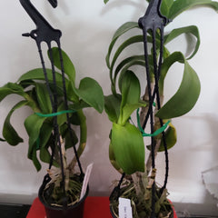 Den. Canary Gold ‘Twisted’