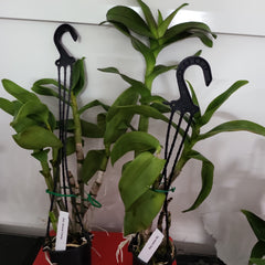 Dendrobium Serene Chang