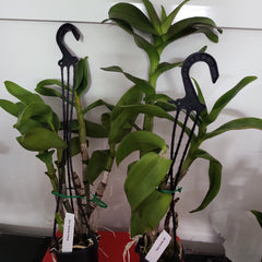 Dendrobium Serene Chang