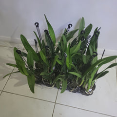 Blc. Topaz Jazzy 'Favourite'