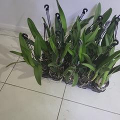 Blc. Topaz Jazzy 'Favourite'