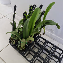 Lc. Mem. Robert Strait 'Blue Hawaii' (Fragrant )