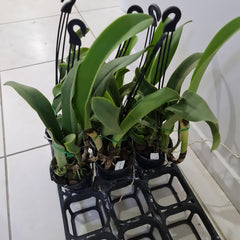 Lc. Mem. Robert Strait 'Blue Hawaii' (Fragrant )