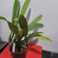 Lc. Melody Fair 'Mishima'