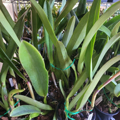 Cattleya Red Crab 'Kuan Miao'