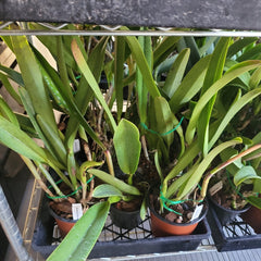 Cattleya Red Crab 'Kuan Miao'