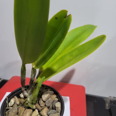 Cattleya maxima coerulea 'Angelo' x 'Hector'
