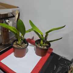 Laelia tenebrosa (Species)