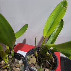 Laelia tenebrosa (Species)