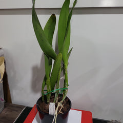 Blc. Young Kong 'Sun' (FLOWERING SIZE)