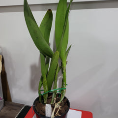 Blc. Young Kong 'Sun' (FLOWERING SIZE)