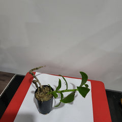 Dendrobium anosmum (alba form - Fragrant Species)