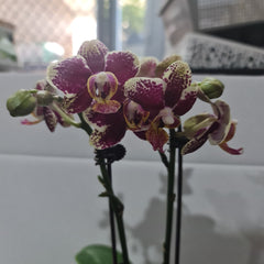 Phalaenopsis Anagram (MINIATURE IN FLOWER)