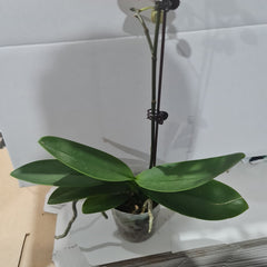 Phalaenopsis Dotted Dreams (MINIATURE IN FLOWER)