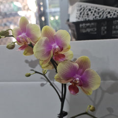 Phalaenopsis Gentle Love