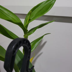 Dendrobium Jiad Brown (In Spike)