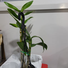 Dendrobium Jiad Brown (In Spike)