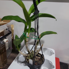 Dendrobium gift by god (Easy To Grow Orchid)