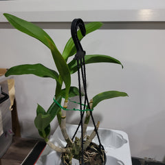 Dendrobium gift by god (Easy To Grow Orchid)