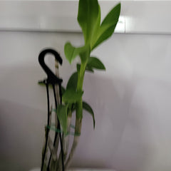 Dendrobium (Supanburi White X Burana White) X Enobi Purple