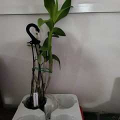 Dendrobium (Supanburi White X Burana White) X Enobi Purple