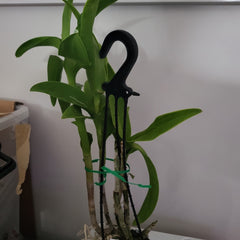 Den. Burana Jade x Lasianthera