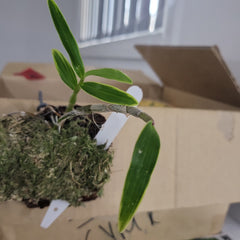 Dendrobium kingianum variegated