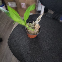 Fredclarkeara (Fdk.) After Dark 'Baker's Burgundy Smile