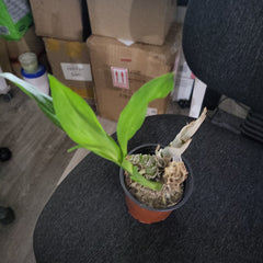 Fredclarkeara (Fdk.) After Dark 'Baker's Burgundy Smile