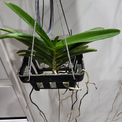 Ascocentrum Curvifolium (RED)