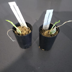 TOP - Catasetum pileatum 'Jumbo Green Gold' (Fragrant Species)