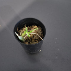 TOP Cycnodes Jumbo Puff ( Fragrant )