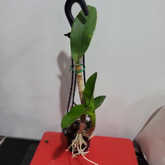 Dendrobium Hai Sing x Pink Lip (Hard Cane Flowering Size)