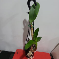 Dendrobium Hai Sing x Pink Lip (Hard Cane Flowering Size)