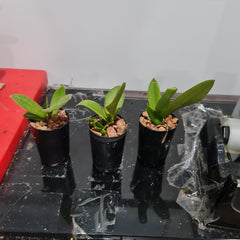 Trichocentrum lanceanum (syn. Oncidium lanceanum)