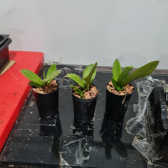 Trichocentrum lanceanum (syn. Oncidium lanceanum)