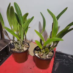 Cattleya trianae coerulea (RARE SPECIES)