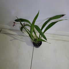 Oncidium Ornithorhynchum x Spathulatum
