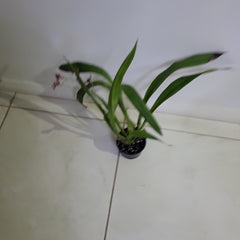 Oncidium Ornithorhynchum x Spathulatum
