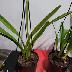 Cymbidium Ensi Canal