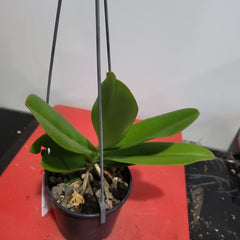 Aerangis Modesta (Fragrant Species)