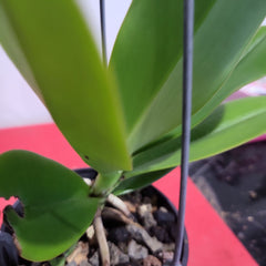 Aerangis Modesta (Fragrant Species)