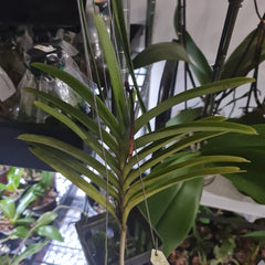 Aranda Thailand 'Sunspots'