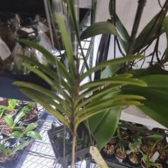 Aranda Thailand 'Sunspots'