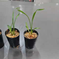 Cymbidium goeringii 'Huang Jin Da Fu Gui' (RARE)