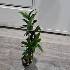 Dendrobium Burana Sunshine ‘Peony’