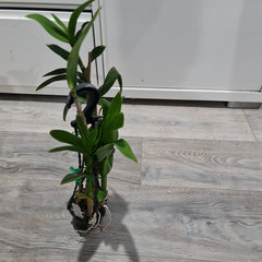 Dendrobium Burana Sunshine ‘Peony’