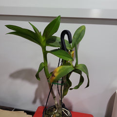 Den. Red Bull 'LD' (Flowering Size)